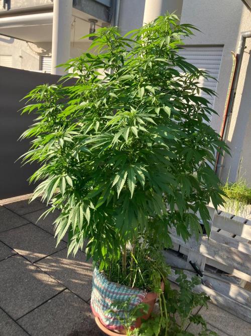 BLUE CHEESE Divine Seeds. Week 13