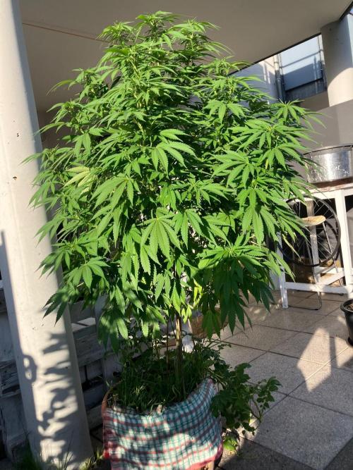 BLUE CHEESE Divine Seeds. Week 13