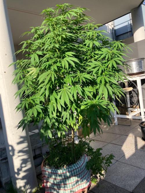 BLUE CHEESE Divine Seeds. Week 13