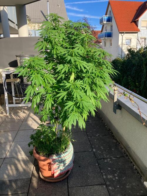 BLUE CHEESE Divine Seeds. Week 13