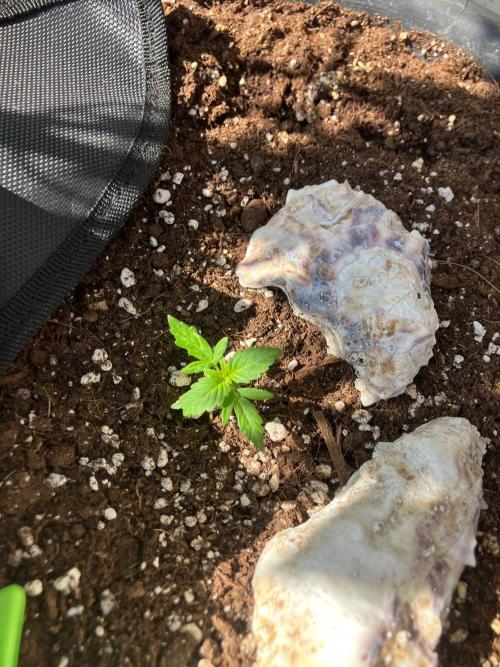 AUTO FRACTAL Divine seeds. Week 0