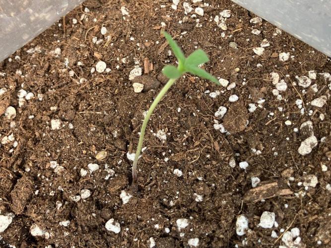 AUTO FRACTAL Divine seeds. Week 0