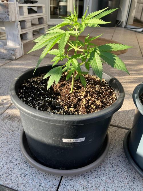 AUTO FRACTAL Divine seeds. Week 2