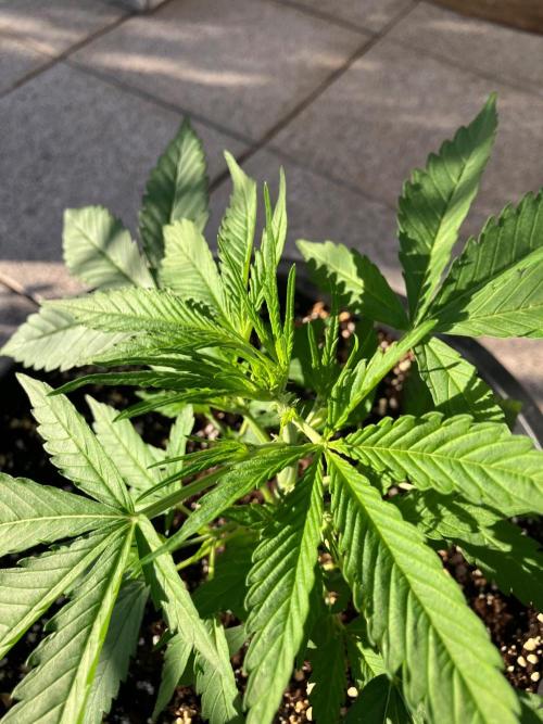 AUTO FRACTAL Divine seeds. Week 2