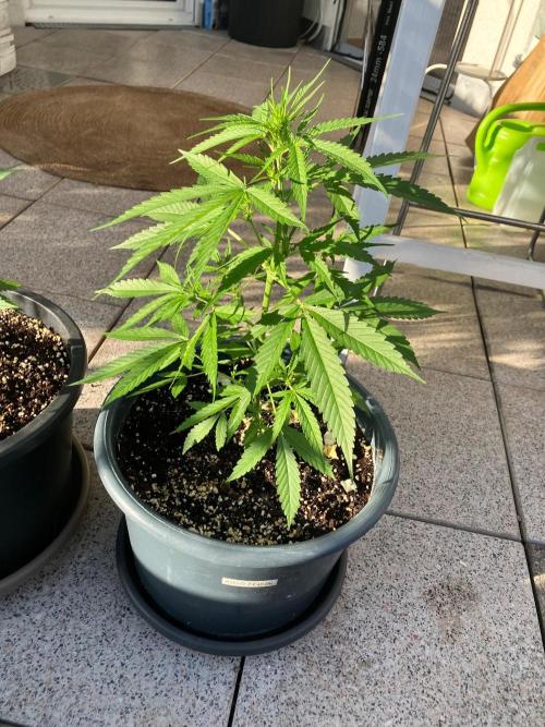 AUTO FRACTAL Divine seeds. Week 2