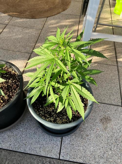 AUTO FRACTAL Divine seeds. Week 2