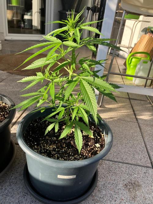 AUTO FRACTAL Divine seeds. Week 2