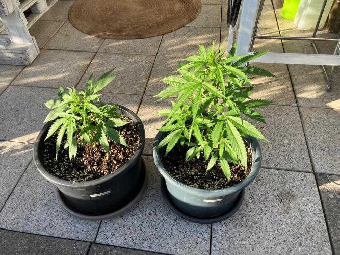 Auto Fractal. Week 2