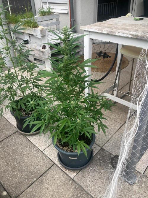 AUTO FRACTAL Divine seeds. Week 5