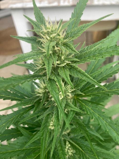AUTO FRACTAL Divine seeds. Week 5