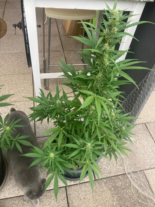 AUTO FRACTAL Divine seeds. Week 5