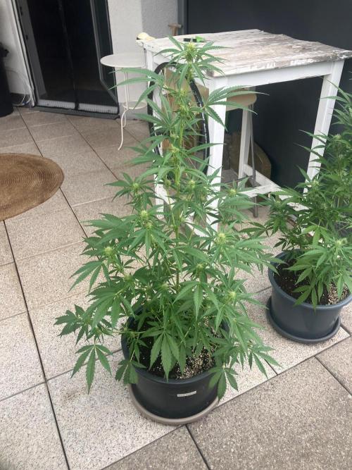 AUTO FRACTAL Divine seeds. Week 5