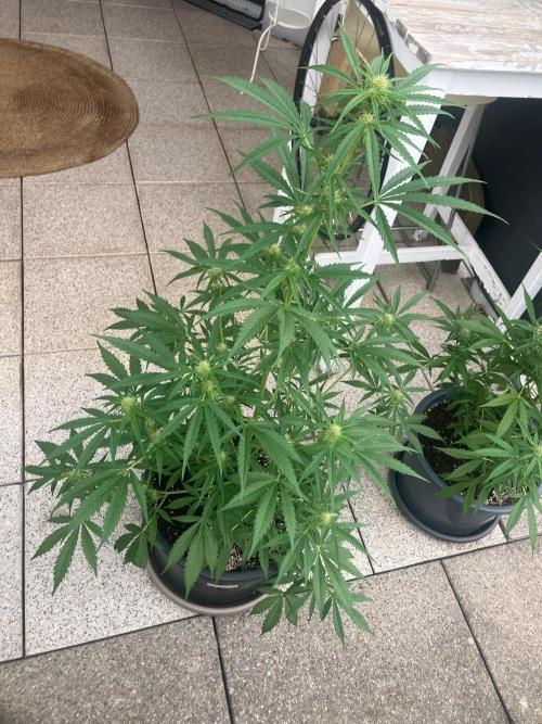 AUTO FRACTAL Divine seeds. Week 5