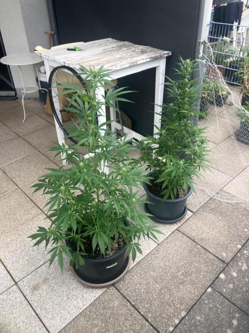 AUTO FRACTAL Divine seeds. Week 5
