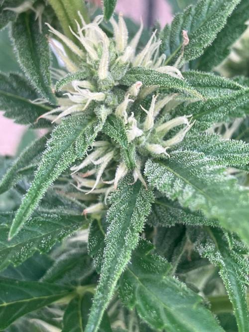 AUTO FRACTAL Divine seeds. Week 5