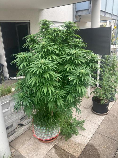BLUE CHEESE Divine Seeds. Week 16