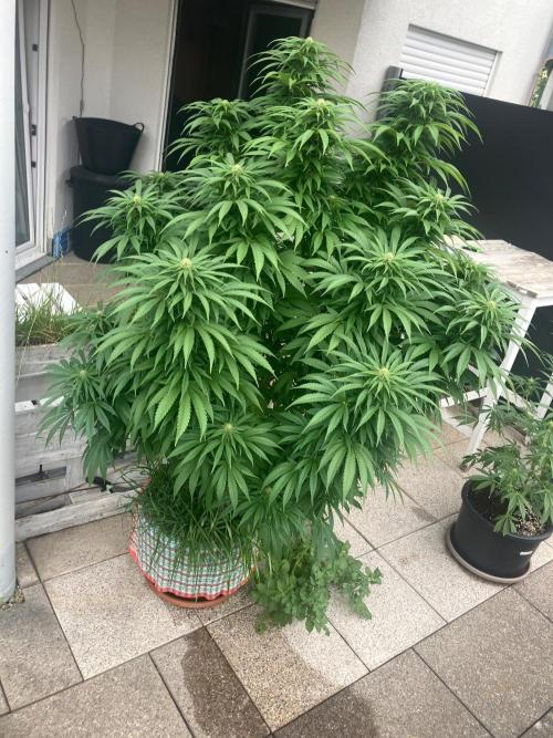 BLUE CHEESE Divine Seeds. Week 16