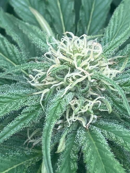BLUE CHEESE Divine Seeds. Week 16