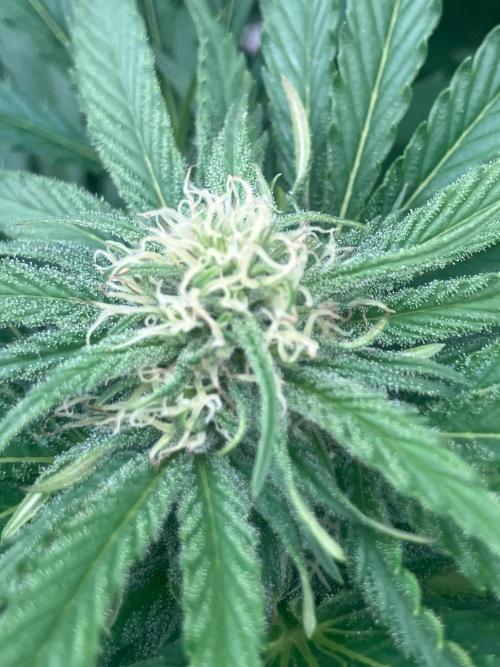 BLUE CHEESE Divine Seeds. Week 16