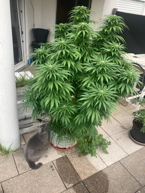 BLUE CHEESE Divine Seeds. Week 16