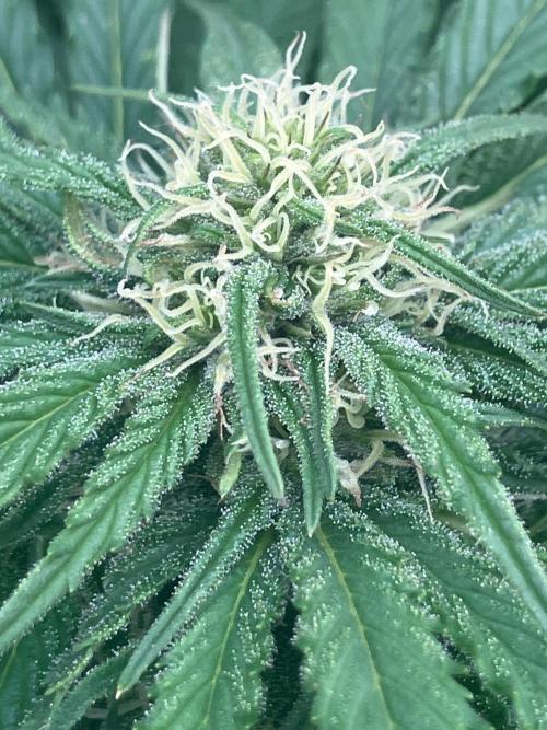 BLUE CHEESE Divine Seeds. Week 16