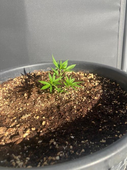 BLACK CHERRY PUNCH cut / Pyramid seeds. Week 1