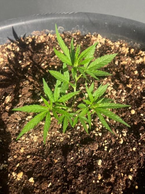 BLACK CHERRY PUNCH cut / Pyramid seeds. Week 1