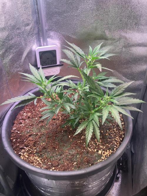 BLACK CHERRY PUNCH cut / Pyramid seeds. Week 2