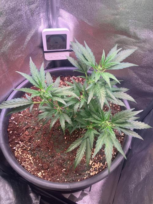BLACK CHERRY PUNCH cut / Pyramid seeds. Week 2