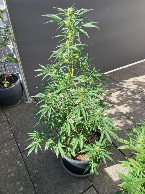AUTO FRACTAL Divine seeds. Week 6
