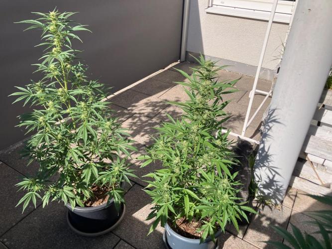 AUTO FRACTAL Divine seeds. Week 6