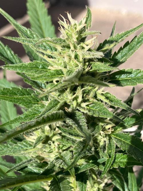 AUTO FRACTAL Divine seeds. Week 6