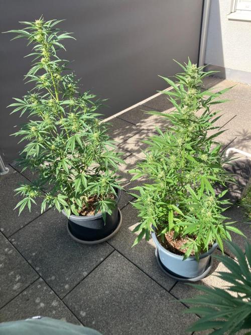 Auto Fractal. Week 6