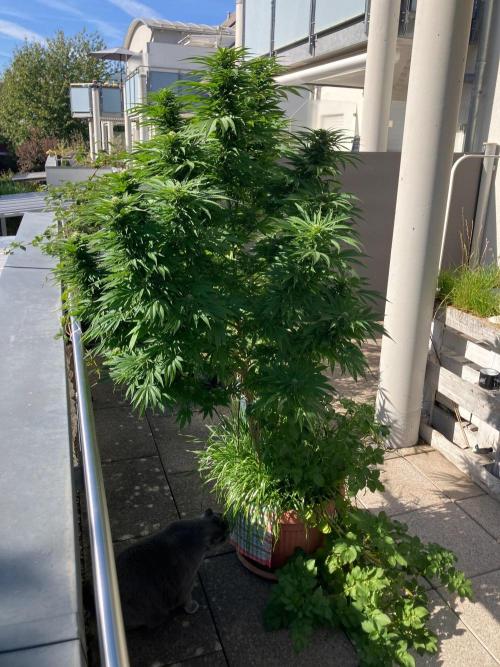 BLUE CHEESE Divine Seeds. Week 17