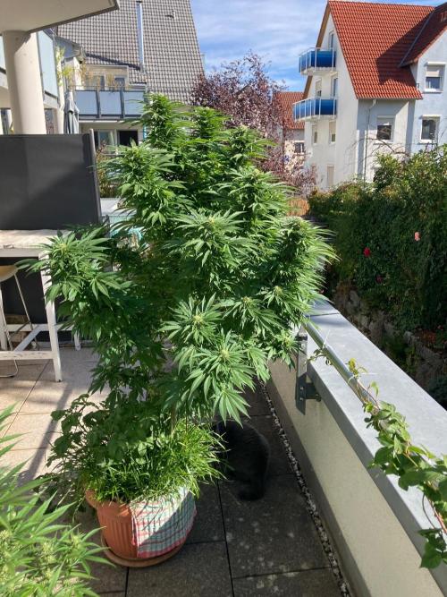 BLUE CHEESE Divine Seeds. Week 17