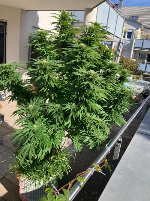 BLUE CHEESE Divine Seeds. Week 17