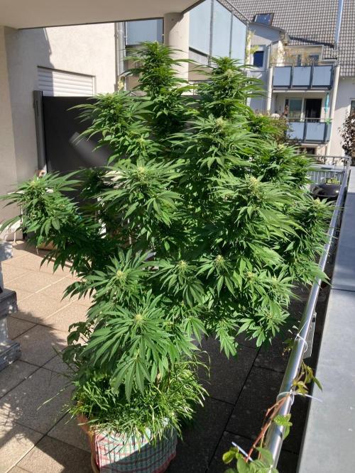 BLUE CHEESE Divine Seeds. Week 17