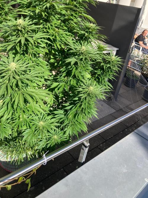 BLUE CHEESE Divine Seeds. Week 17