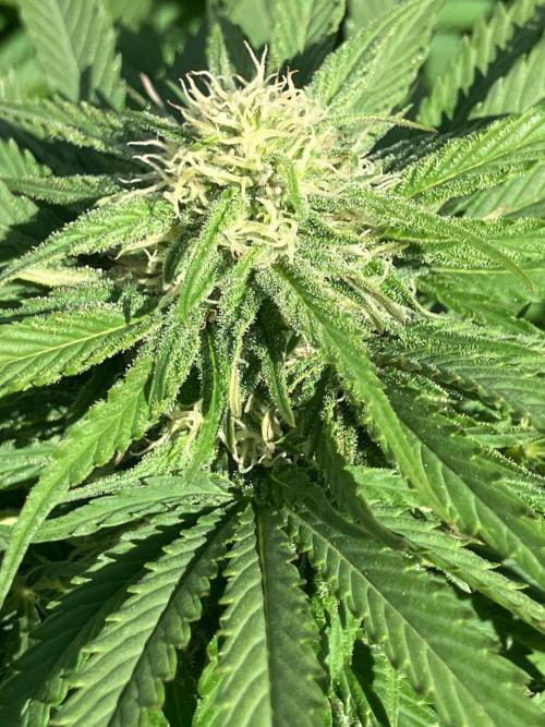 BLUE CHEESE Divine Seeds. Week 17
