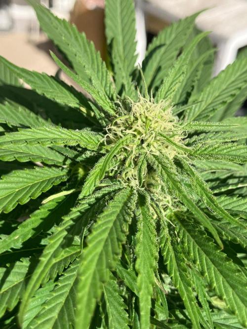 BLUE CHEESE Divine Seeds. Week 17