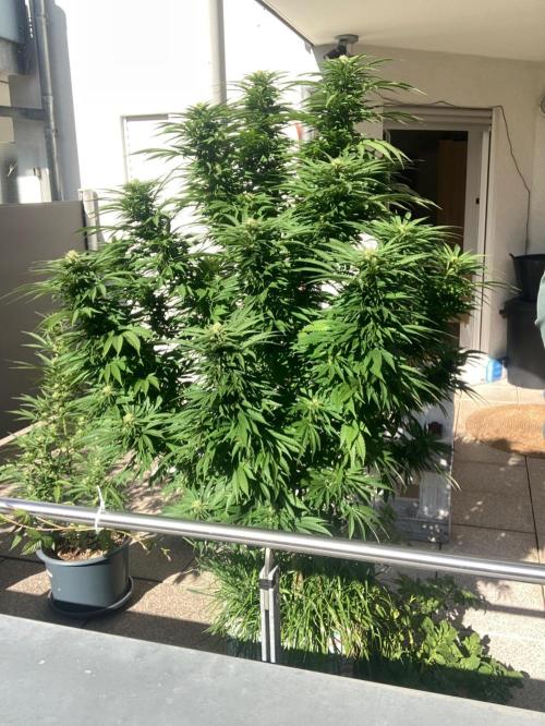 BLUE CHEESE Divine Seeds. Week 17