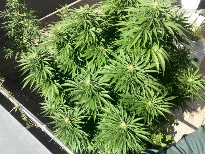 BLUE CHEESE Divine Seeds. Week 17