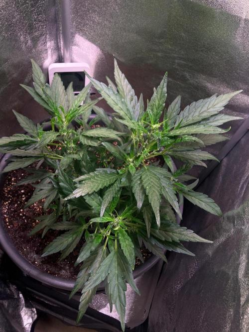 BLACK CHERRY PUNCH cut / Pyramid seeds. Week 3