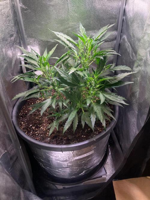 BLACK CHERRY PUNCH cut / Pyramid seeds. Week 3