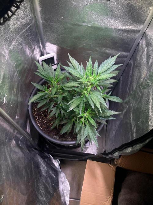 BLACK CHERRY PUNCH cut / Pyramid seeds. Week 3