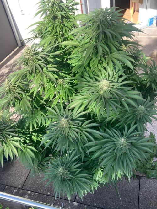 BLUE CHEESE Divine Seeds. Week 18