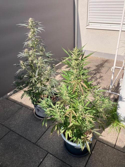 AUTO FRACTAL Divine seeds. Week 7