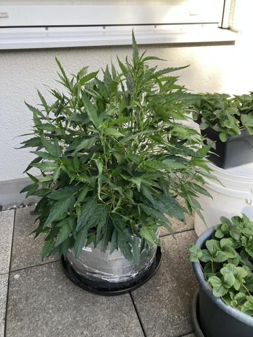 BLACK CHERRY PUNCH cut / Pyramid seeds. Week 4