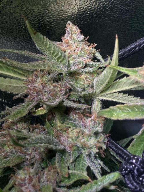 Auto Fractal/ Divine seeds. Week 8