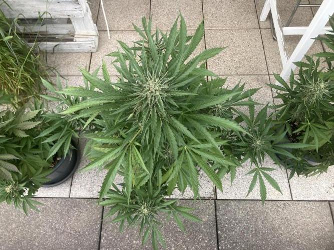 Afberry. Week 8
